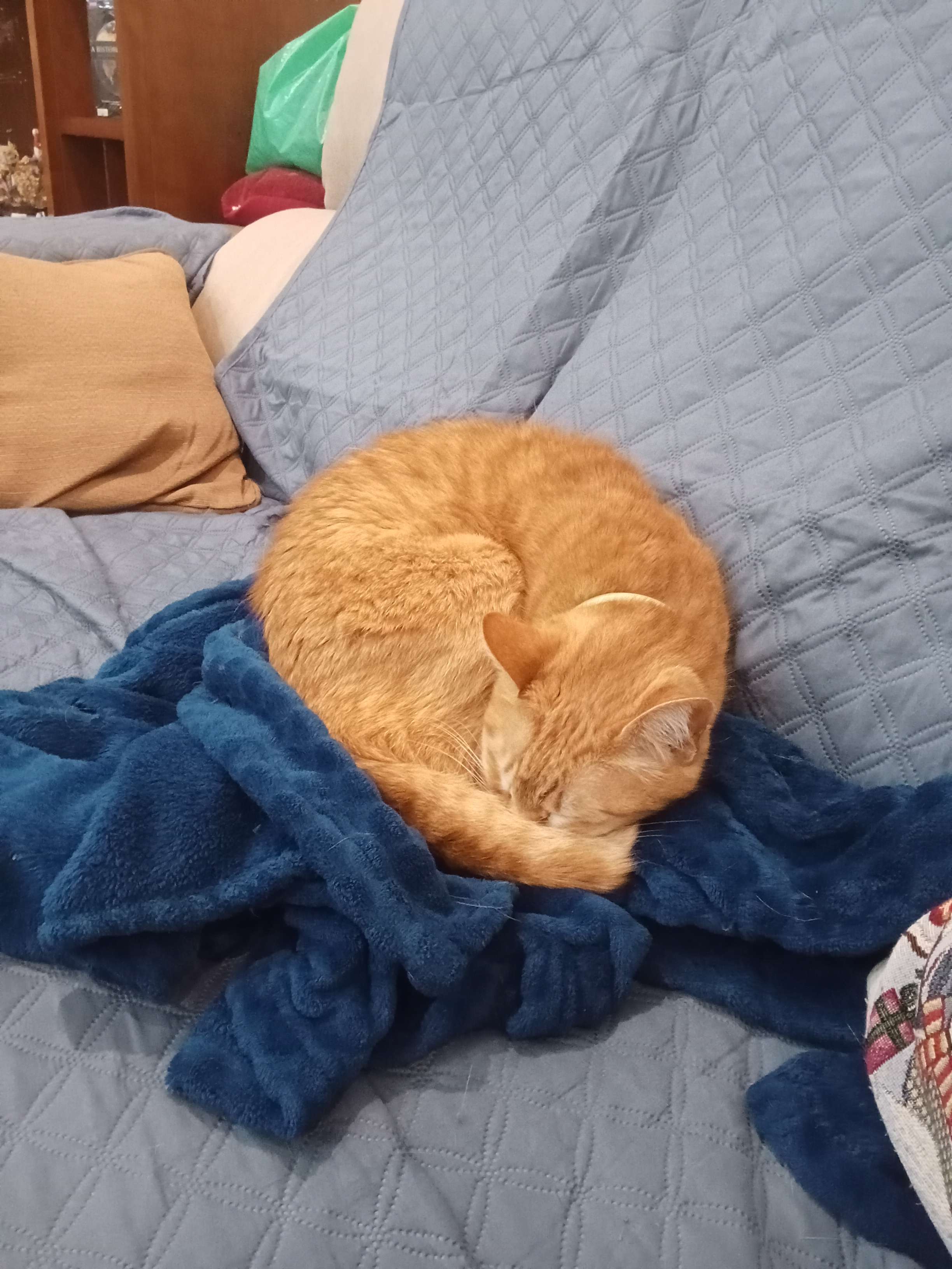 sofia (kitty's name) is also the name of a cousin, so things get confusing sometimes. its funny tho!